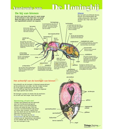 Anatomie der Honigbiene Poster