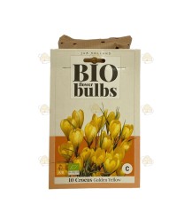 Krokus Golden Yellow 10 Stück (Bio Blumenzwiebeln)