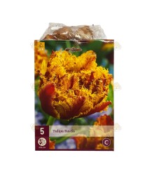 Tulpe Bastia 5 Stück (Blumenzwiebeln)
