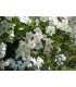 Postkarte Blüte mit Honigbiene