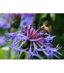 Postkarte Kornblume mit Honigbiene