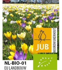 Bio Krokus Sorten - 100 Stück Blumenzwiebeln