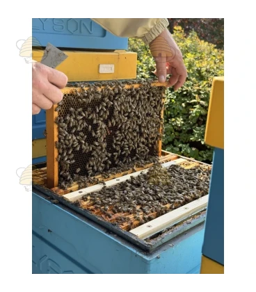 Isolerende broedkamer scheidingswand - Dadant Blatt