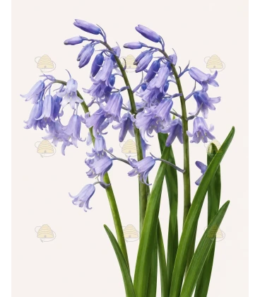 Hyazinthen Spanisch blau 7 Stück - Bio Blumenzwiebeln
