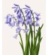 Hyazinthen Spanisch blau 7 Stück - Bio Blumenzwiebeln