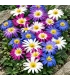 Orientalische Anemonen-Mischung – 50 Blumenzwiebeln