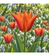 BIO Lilienblütige Tulpe ‘Ballerina’ – 7 Blumenzwiebeln