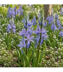 Camassia Leichtlinii Caerulea 2 Stück (Bio Blumenzwiebeln)