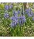 BIO Prärielilie ‘Caerulea’ – 2 Blumenzwiebeln