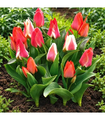 Greigii-Tulpenmischung – 15 Blumenzwiebeln