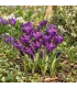 BIO Großblütiger Krokus ‘Flower Record’ – 10 Blumenzwiebeln