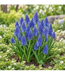 BIO Blauwe druifjes - 10 bloembollen
