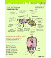 Anatomie der Honigbiene innen, Poster