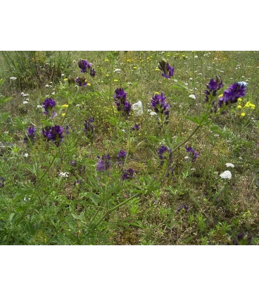 Luzerne - Samen (Medicago sativa)