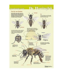 Äußere Anatomie der Honigbiene, A4-Karte