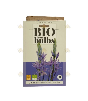 Camassia Leichtlinii Caerulea 2 Stück (Bio Blumenzwiebeln)