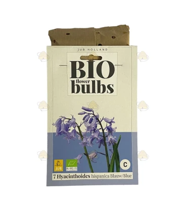 Hyazinthen Spanisch blau 7 Stück - Bio Blumenzwiebeln