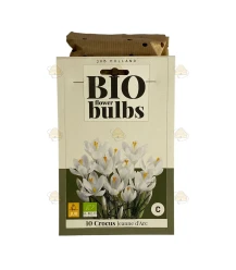 Krokus Jeanne d'Arc 10 Stück - Bio Blumenzwiebeln